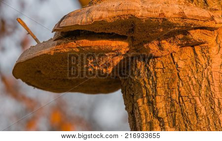 Closeup Of Large Brown Shelf Mushrooms