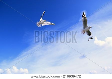 White seagulls flies over blue sky background.