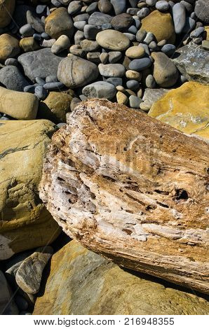 driftwood, washed up by the sea on a pebble beach on a warm summer day