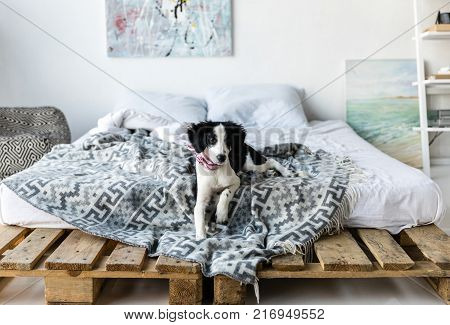 side view of cute puppy with pink neckpiece sitting on bed