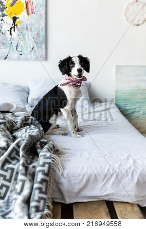 side view of cute puppy with pink neckpiece sitting on bed