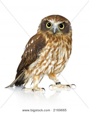 Neuseeland-Owl