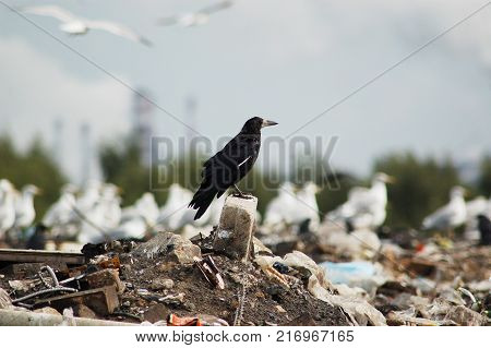 Black raven proudly sits on a large pile of debris, against the backdrop of a plant, smoke, seagulls and forest