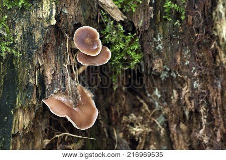 Gymnopus ocior mushroom on an old stump closeup