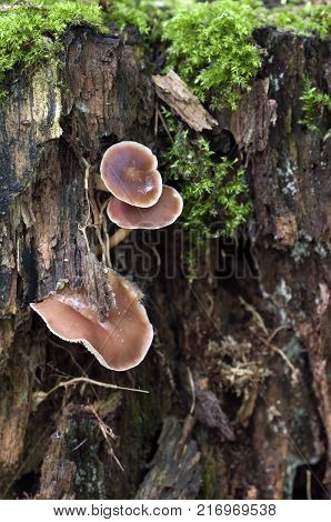 Gymnopus ocior mushroom on an old stump closeup
