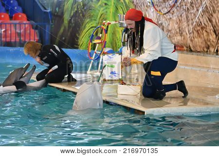 Orenburg, Russia - November 8, 2017 Year: Dolphins And Belukha (lat. Delphinapterus Leucas) In The D