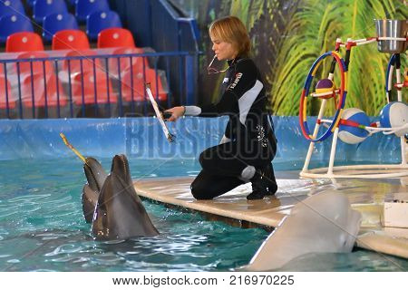 Orenburg, Russia - November 8, 2017 Year: Dolphins And Belukha (lat. Delphinapterus Leucas) In The D