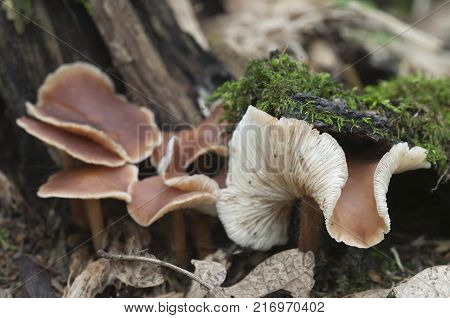 Gymnopus ocior mushroom on an old stump closeup