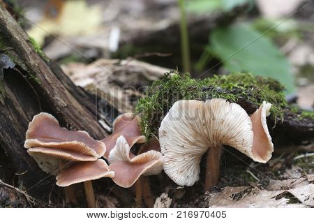 Gymnopus ocior mushroom on an old stump closeup