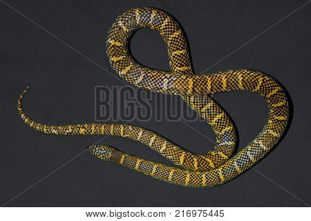 Yellow striped snake on black background rare