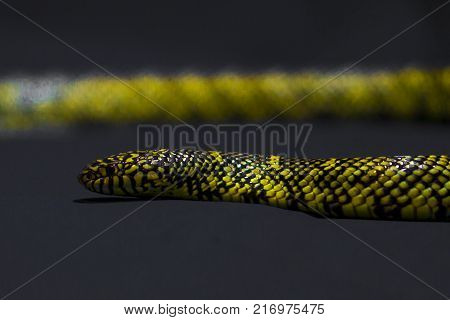 Yellow striped snake on black background rare