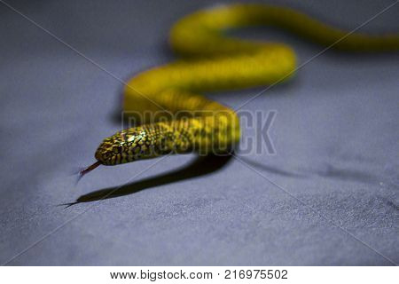 Yellow striped snake on black background rare