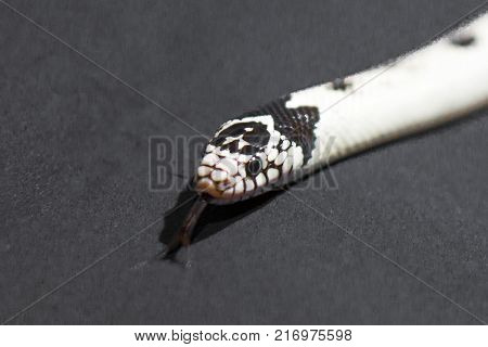 White snake with the tongue out in studio rare