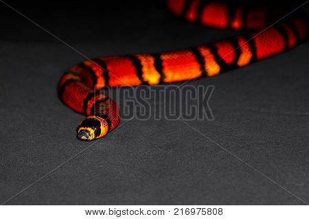 Red and Yellow striped snake on grey background rare
