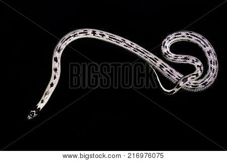 White newspaper snake on black background rare
