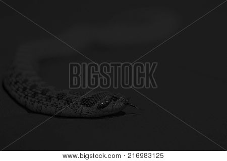 Chess snake with tongue out on gray background close up rare