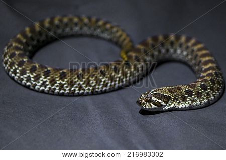 Yellow chess snake with tongue on gray background rare