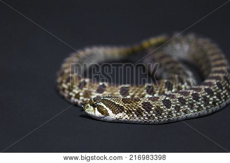 Yellow chess snake with tongue on gray background rare