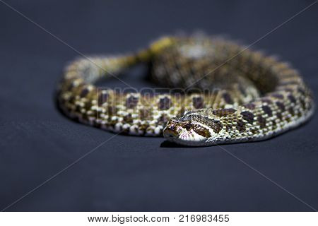 Yellow chess snake with tongue on gray background rare