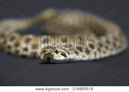 Yellow chess snake with tongue on gray background rare
