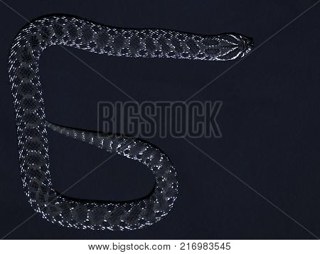 Chess snake with tongue out on gray background close up rare