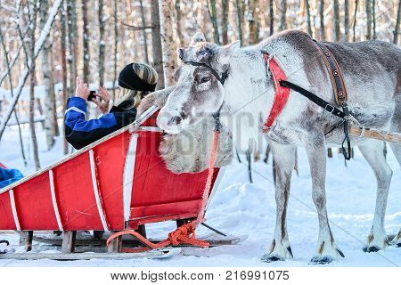 Rovaniemi Finland - March 5 2017: Woman in sled takes photo of reindeer in winter Rovaniemi Finland Lapland