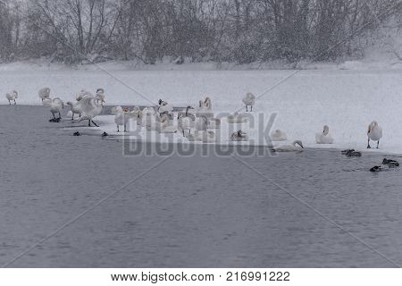 Whooper swan in the early morning on the shore of the lake in a heavy snowfall during the wintering in the wildlife sanctuary