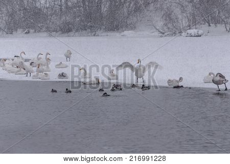 Whooper swan in the early morning on the shore of the lake in a heavy snowfall during the wintering in the wildlife sanctuary