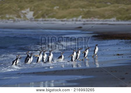 Gentoo Penguins (Pygoscelis papua) coming ashore after feeding at sea on Sea Lion Island in the Falkland Islands.