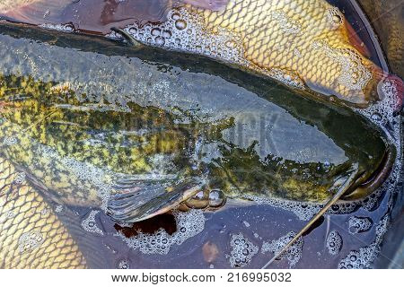 big catfish in the water with other fish
