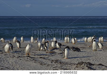 Gentoo Penguins (Pygoscelis papua) on a sandy beach on Sea Lion Island in the Falkland Islands.