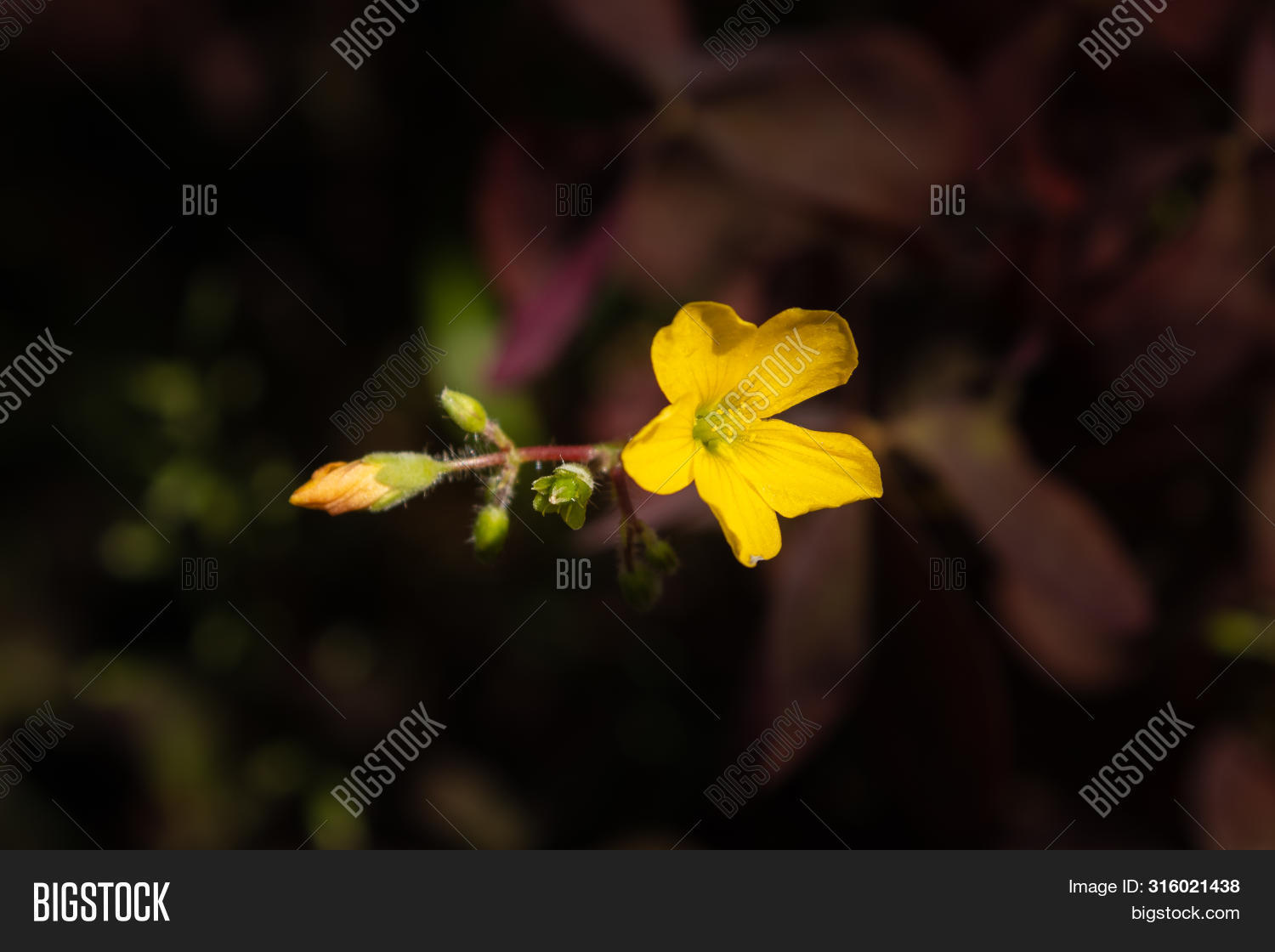 Yellow Clover Flowers Image & Photo (Free Trial) Bigstock