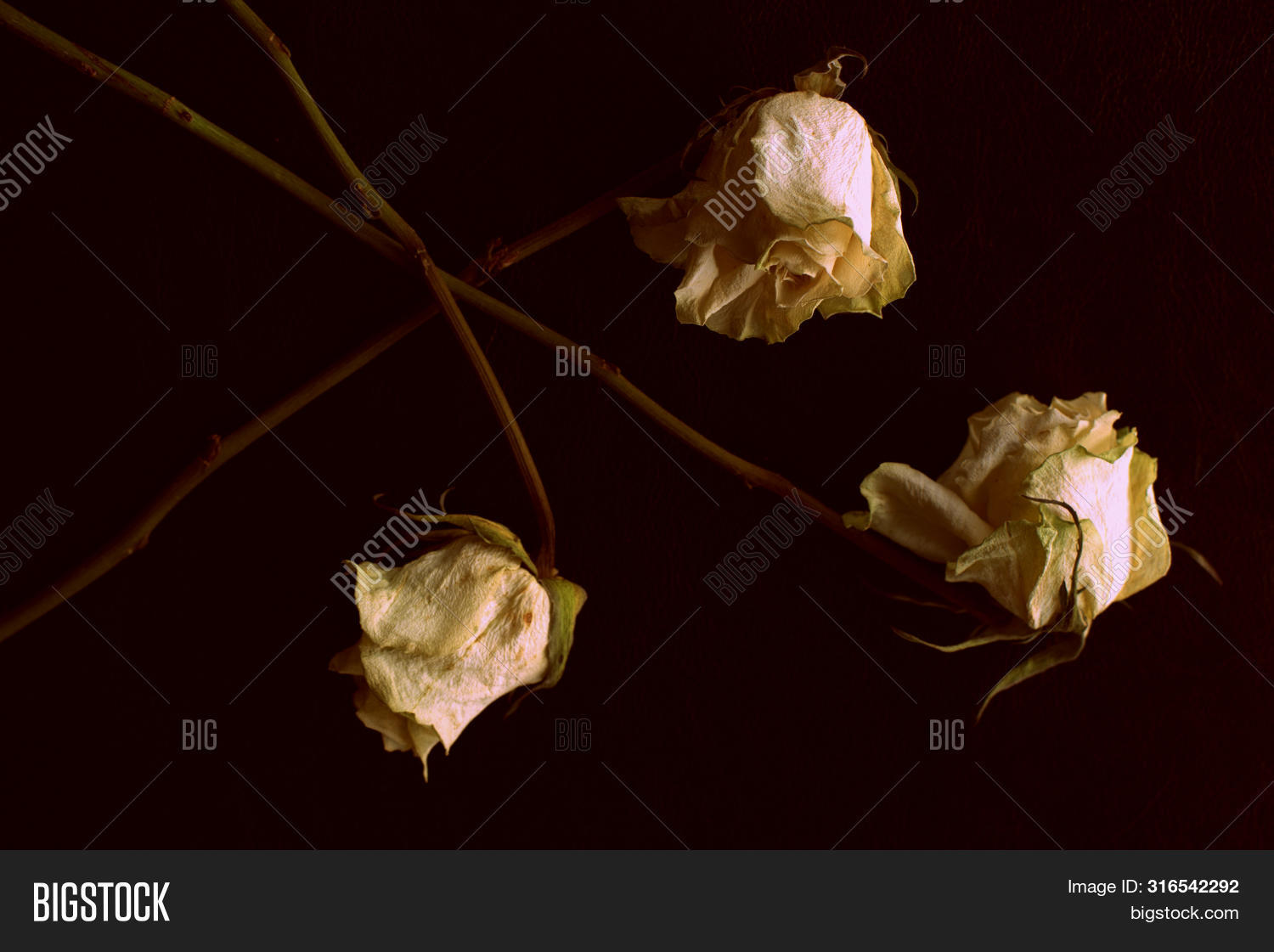 Wilted White Roses On Image & Photo (Free Trial) Bigstock