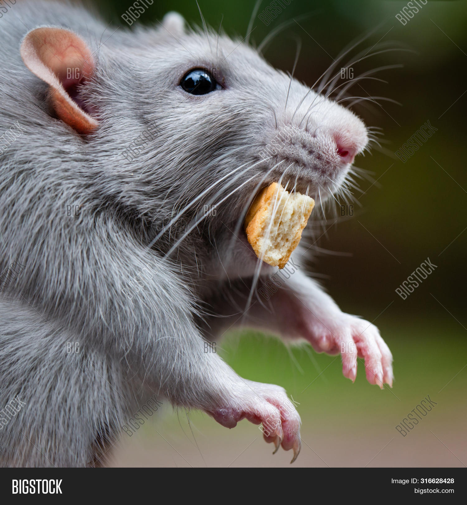 Dumbo Rat Muzzle Close Image & Photo (Free Trial) Bigstock