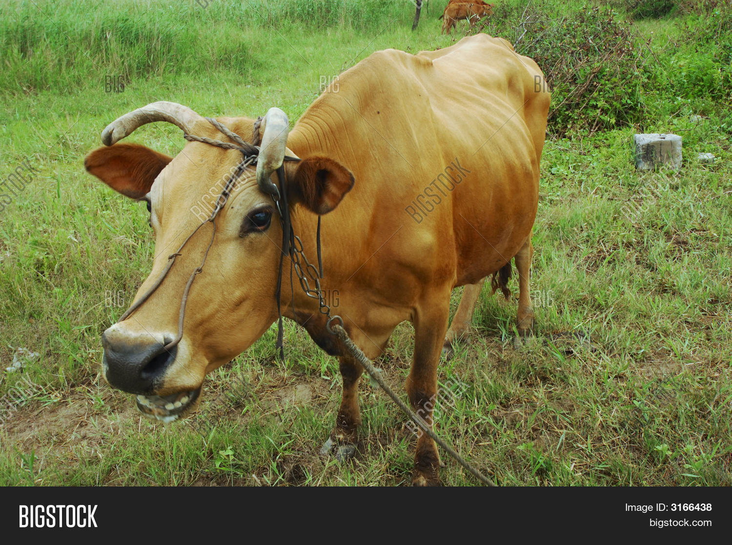 Cow Chew Cud Image & Photo (Free Trial) Bigstock