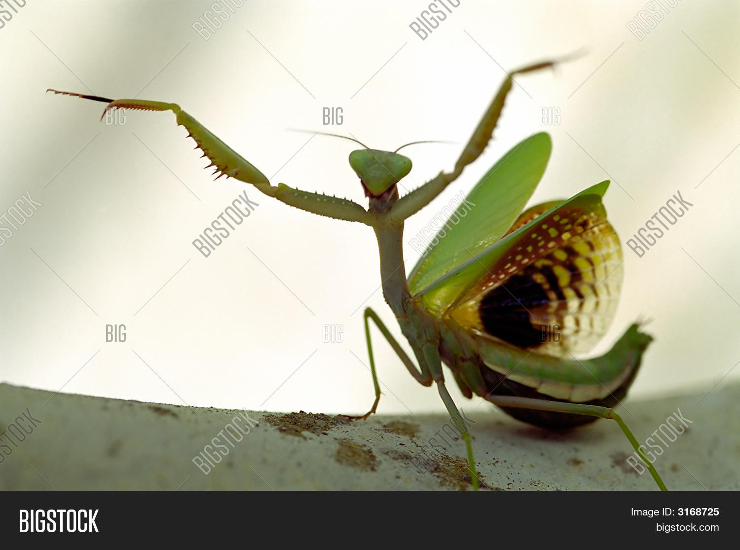 Praying Mantis Defense Image & Photo (Free Trial) Bigstock