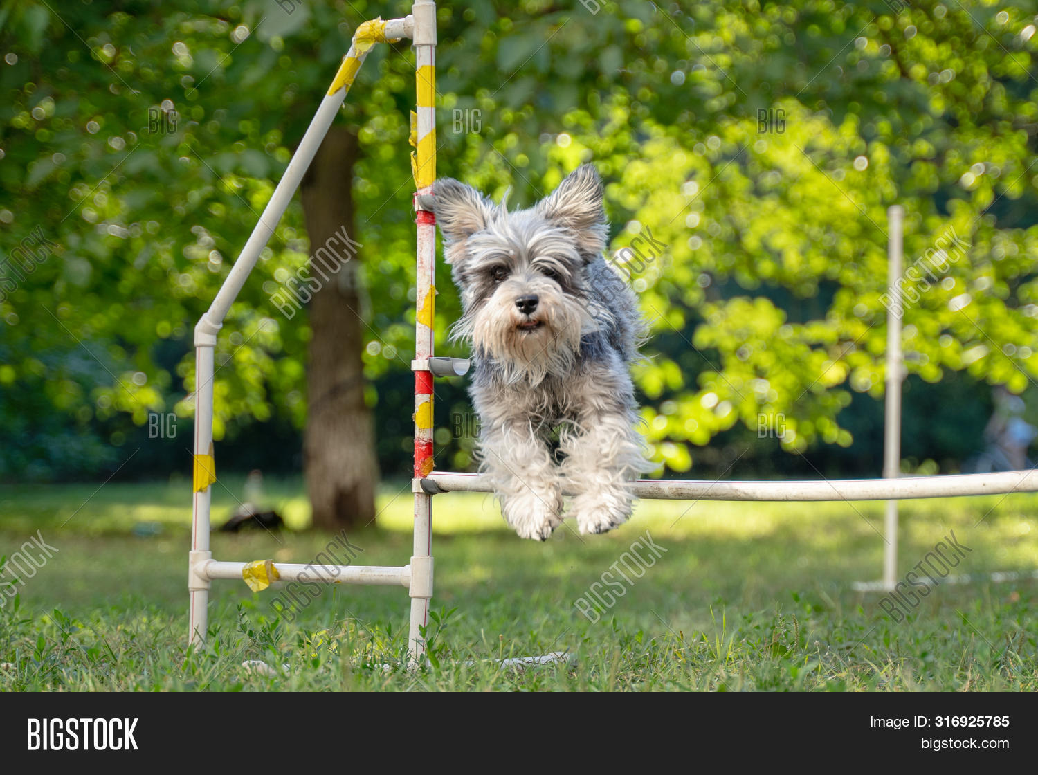 Cute Small Dog Running Image & Photo (Free Trial) Bigstock