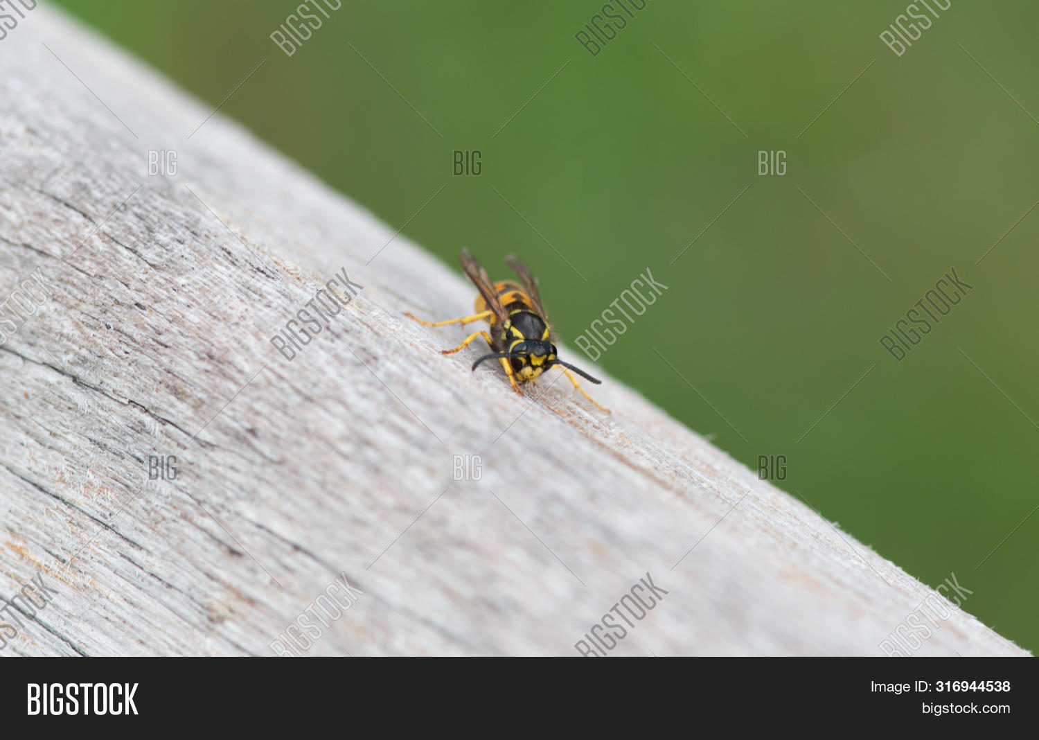 Wasp Eats Wood Build Image & Photo (Free Trial) Bigstock