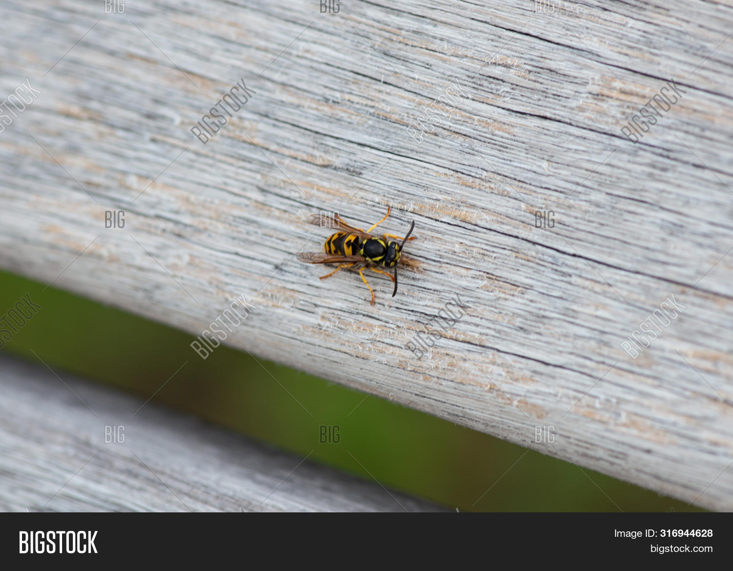 Wasp Eats Wood Build Image & Photo (Free Trial) Bigstock