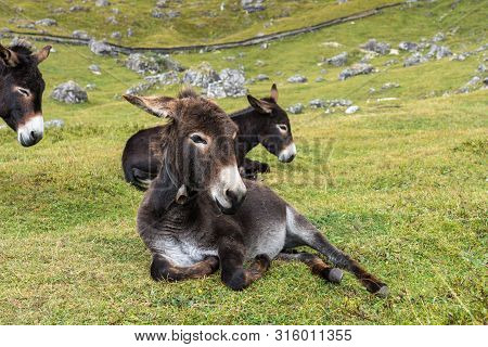 Donkey In The Italian Dolomites Seen On The Hiking Trail On The Col Raiser Plateau Above The Village