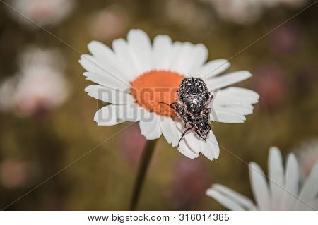 Two Bronzovka Stinking (oxythyrea Funesta) On Chamomile. Black Bugs With White Dots On Flower In Mac