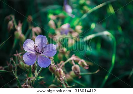 Violet Flower In Green Grass