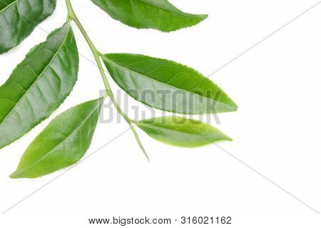 Japanese Fresh Green Tea Leaves Isolated On White Background