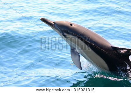 Close Up Of A Wild Dolphin Jumping Out Of The Water