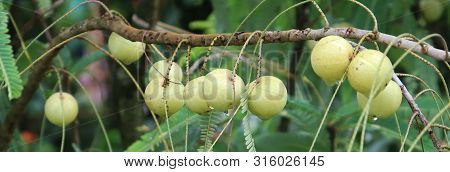 Amla Growing On Amla Tree In The Garden. Beautiful Green Amla