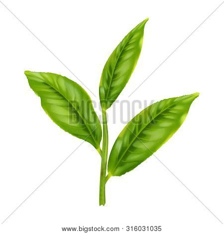 Green Tea Leaf  Isolated On White  Background