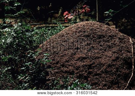 Big Anthill In The Forest Cemetery Artificial Flowers Visible In The Distance