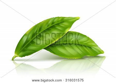 Green Tea Leaf Isolated On White Background