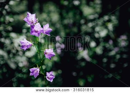 Lilac Bells Bloom In The Summer Forest Forest Bells On A Sunny Day Blue Flowers In The Grass Close U