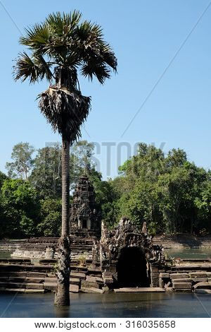 Tall Palm Tree Near The Pond. The Water Surface Is Covered With Mud. Ancient Khmer Baray. Medieval K